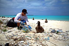 Fotografia zobrazuje tmavo sfarbené mláďa albatrosa nemenlivého, ako sedí na pláži znečistenej plastami. Vedľa neho sedí v prikrčenej polohe človek v šiltovke a okuliaroch a snaží sa z pod albatrosa dostať plastové vlákna, zrejme špagáty