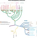 Vignette pour Polyploïdie