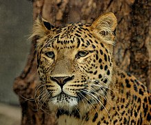 der leopard