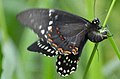 Papilio menatius ssp. victorinus