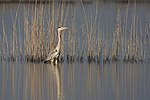 Vignette pour Parc naturel régional de la côte d'Ugento