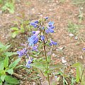 Flowers of Penstemon subserratus