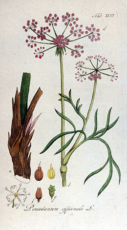 Peucedanum officinale