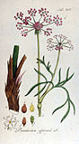 Слатински расковник, девесиље (лат. Peucedanum officinale)