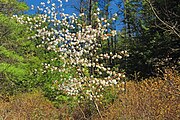 Amelanchier arborea