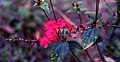 Plumbago indica