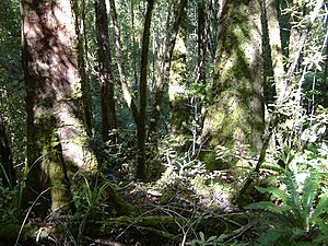 The forest west of Mackay hut
