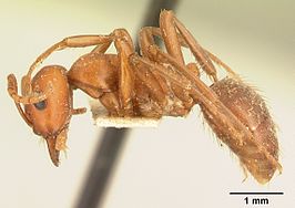 Polyergus breviceps