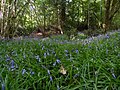 Prairie de jacinthes des bois, sous charmaie-chênaie