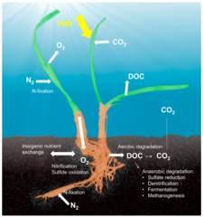 Seagrass holobiont [12]