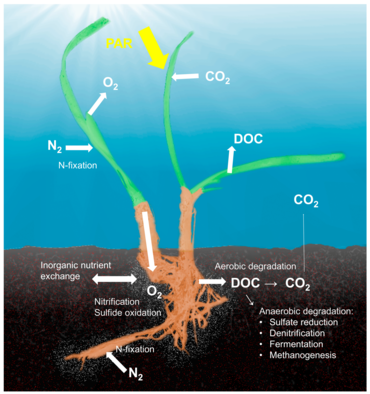 The most important interconnected processes within the seagrass holobiont are related to processes in the carbon, nitrogen and sulfur cycles. Photosynthetically active radiation (PAR) determines the photosynthetic activity of the seagrass plant that determines how much carbon dioxide is fixed, how much dissolved organic carbon (DOC) is exuded from the leaves and root system, and how much oxygen is transported into the rhizosphere. Oxygen transportation into the rhizosphere alters the redox conditions in the rhizosphere, differentiating it from the surrounding sediments that are usually anoxic and sulfidic. Processes within the seagrass holobiont.webp