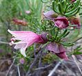 Prostanthera florifera