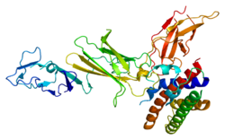 Protein IL12A PDB 1f45.png