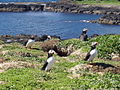 Puffins on Lunga, Treshnish Isles