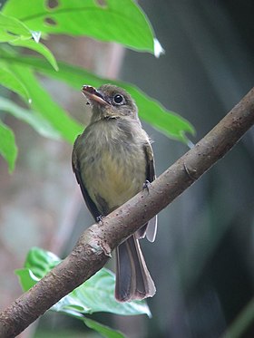 Exemplar avistado em Doradal, Antioquia, Colômbia