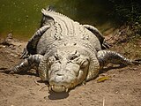 Crocodilo-de-água-salgada, o maior réptil vivo[5], é o predador dominante em seu habitat.[6] Seu parente, o crocodilo do Nilo, que inclusive preda grandes símios (humanos e chimpanzés), está no topo da cadeia alimentar nas águas africanas.