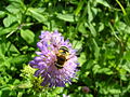 Schwebefliege mit Skabiose Wald-Witwenblume