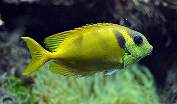 Un sigan corail en aquarium. (définition réelle 3 000 × 1 769)