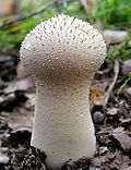 Miniatura para Lycoperdon perlatum