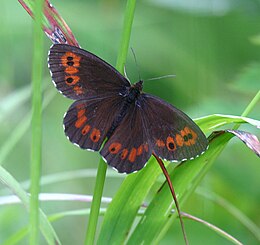 Tamsioji erebija (Erebia ligea)