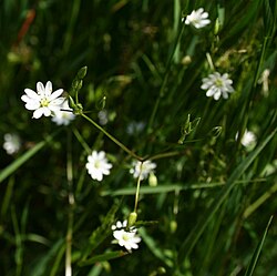 Heinätähtimö (Stellaria graminea)