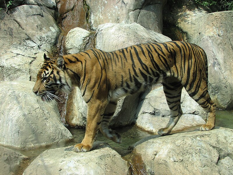 Szumátrai tigris4