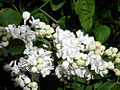 Syringa vulgaris 'Maréchal Foch'