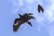 Wedge-tailed eagle being mobbed by forest ravens.