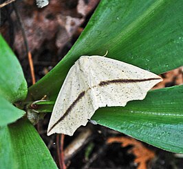 Tetracis crocallata