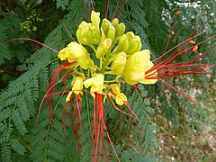 Erythrostemon gilliesii