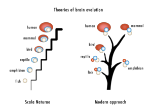 Theories of brain evolution in animals. The old scala naturae model versus the modern approach. Theories of brain evolution scheme.png