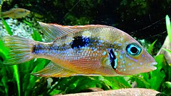 Thorichthys aureus - AquaPorteDoree 02.JPG