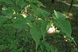 Tilia kiusiana