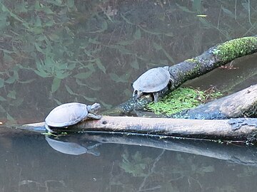 Cistudes, espèce protégée de tortues au marais d'Orx.