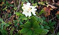 Kafkas ormangülü (Rhododendron caucasicum)