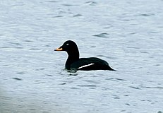 Velvet Scoter, резервуар Eyebrook, Leics.jpg