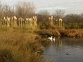 Nádas vízimadarakkal, a londoni WWT London Wetland Centre-ben