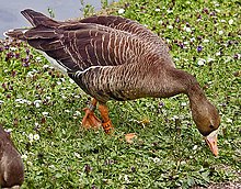 A European white-fronted goose (Anser albifrons albifrons) at Slimbridge Wildfowl and Wetlands Centre