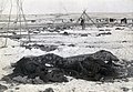 Aftermath of the Wounded Knee Massacre