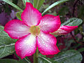 Adenium obesum (sin. Nerium obesum)