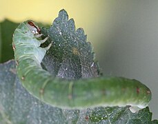 Caterpillar