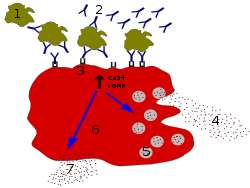 Процесс дегрануляции при аллергии: 1 — Антиген; 2 — Антитело (IgE); 3 — FcεRI-рецептор; 4 — циркулирующие медиаторы (гистамин, протеазы, хемокинез, гепарин); 5 — секреторные гранулы; 6 — тучная клетка; 7 — выделяемые медиаторы (простагландины, лейкотриены, тромбоксаны, PAF).