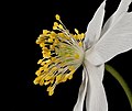 Platz 6: Johannes Robalotoff - Blütenmitte eines Buschwindröschens (Anemone nemorosa) im Naturpark Rhein-Taunus