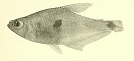 Phenacogaster tegatus