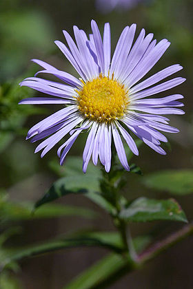 Nyengelsk Asters (Symphyotrichum novae-angliae).