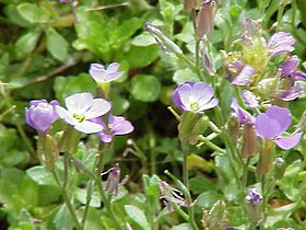 Aubrieta pinardii