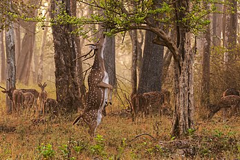 Chital (Axis axis) tentando comer folhas em uma manhã enevoada no Parque Nacional de Nagarhole, Índia do Sul. (definição 3 200 × 2 134)