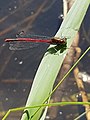 Large red damselfly, Pyrrhosoma nymphula