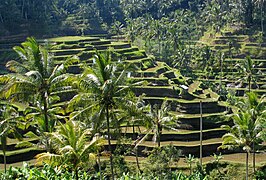 Cultuurlandschap van Bali