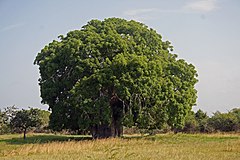 Същински баобаб (A. digitata)